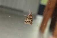 Eudonia mercurella