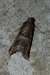 Acrobasis