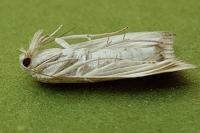 Calamotropha paludella