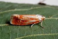 Rhyacionia buoliana