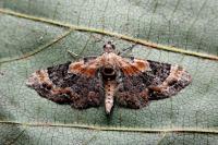 Eupithecia linariata