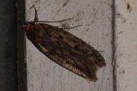Hofmannophila pseudospretella