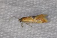 Batia lunaris