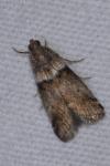 Acrobasis consociella