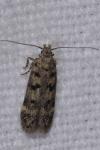 Bryotropha domestica