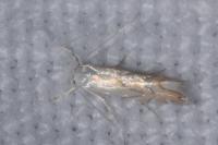 Phyllonorycter harrisella