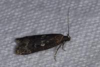 Gelechia sororculella