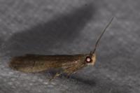 Eccopisa effractella