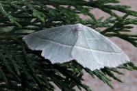 Campaea margaritaria