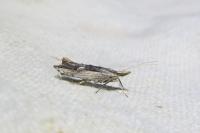 Ypsolopha scabrella