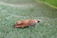 Eucosma conterminana