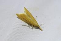 Donacaula forficella