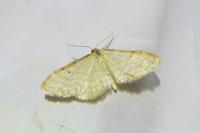 Idaea humiliata