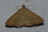Paracolax tristalis