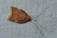 Carcina quercana