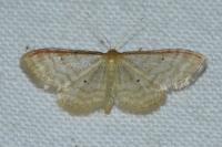 Idaea humiliata