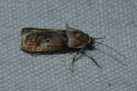 Acrobasis consociella