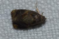 Ditula angustiorana