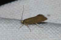 Crassa unitella