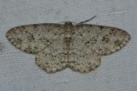 Ectropis crepuscularia