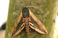 Sphinx ligustri