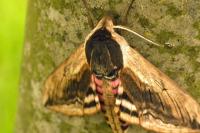 Sphinx ligustri