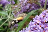 Macroglossum stellatarum