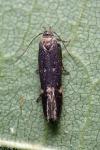 Aproaerema anthyllidella
