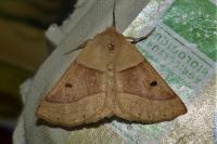 Crocallis elinguaria