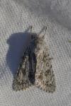 Acronicta aceris