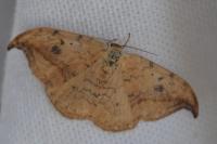 Drepana falcataria