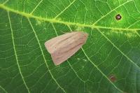 Mythimna straminea