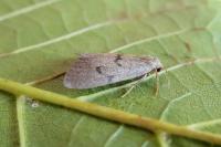 Apaidia mesogona