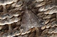 Hypena obsitalis