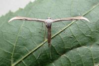 Emmelina argoteles/monodactyla