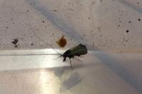 Adela reaumurella