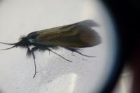 Adela reaumurella