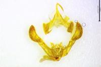 Parastichtis suspecta