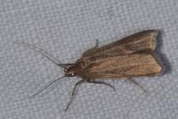 Acompsia cinerella