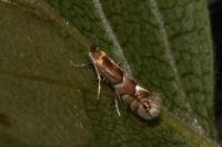 Phyllonorycter ulmifoliella