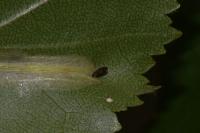 Phyllonorycter ulmifoliella