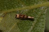 Phyllonorycter ulmifoliella