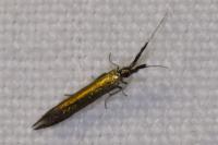 Coleophora mayrella