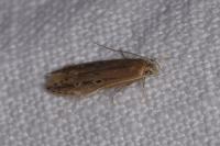 Limnaecia phragmitella