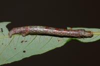 Ectropis crepuscularia