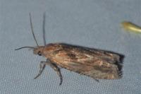 Eucosma cana