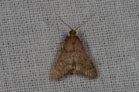 Bostra obsoletalis