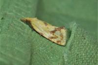 Agapeta hamana