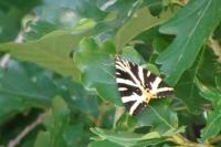 Euplagia quadripunctaria