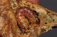 Hydriomena impluviata